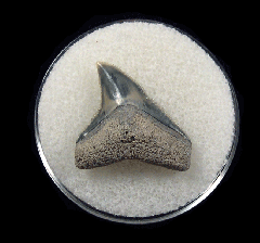 Bull shark tooth 728