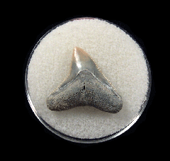 Bull shark tooth 728