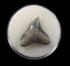 Bull shark tooth 728