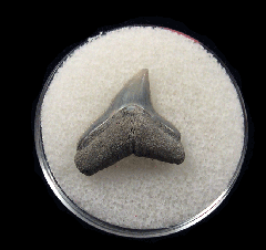 Bull shark tooth 729