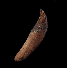 Dolphin tooth from No. Carolina | Buried Treasure Fossils