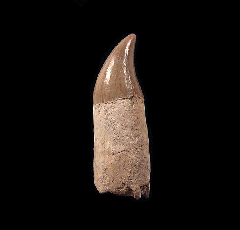 Large Lee Creek Dolphin tooth | Buried Treasure Fossils