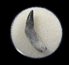 Dolphin tooth from No. Carolina | Buried Treasure Fossils