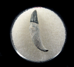 Dolphin tooth from No. Carolina | Buried Treasure Fossils