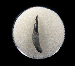 Lee Creek Dolphin tooth | Buried Treasure Fossils