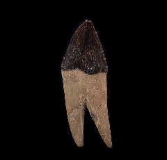 Lee Creek Squalodon incisor tooth for sale| Buried Treasure Fossils