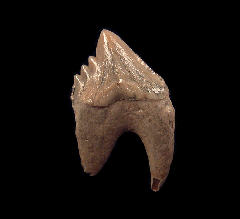 Aurora Squalodon tooth | Buried Treasure Fossils