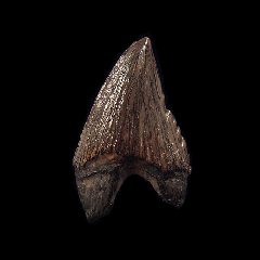 Lee Creek Squalodon molar tooth for sale| Buried Treasure Fossils