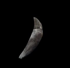 Seal Canine Tooth