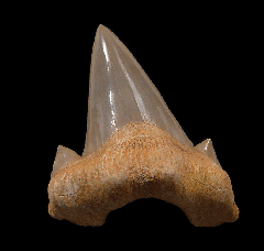 Extra large Otodus tooth for sale | Buried Treasure Fossils