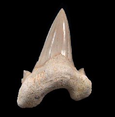 Extra large Otodus tooth for sale | Buried Treasure Fossils