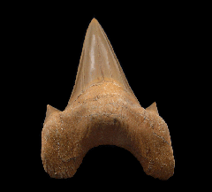 Extra large Otodus tooth for sale | Buried Treasure Fossils