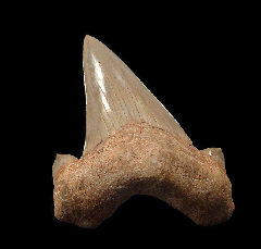 Otodus shark tooth | Buried Treasure Fossils