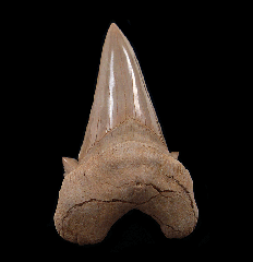 Otodus shark tooth | Buried Treasure Fossils