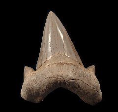 Otodus shark tooth | Buried Treasure Fossils