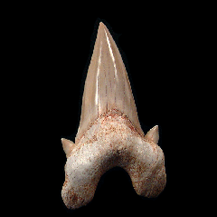 Otodus shark tooth for sale | Buried Treasure Fossils