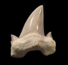 Colorful Otodus shark tooth for sale | Buried Treasure Fossils