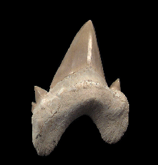 Multiple cusp Otodus tooth for sale | Buried Treasure Fossils