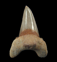 Moroccan Otodus auriculatus tooth | Buried Treasure Fossils