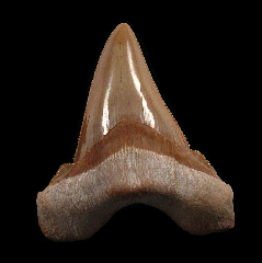 Moroccan Otodus sokolovi tooth | Buried Treasure Fossils