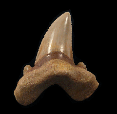 Moroccan Otodus auriculatus tooth | Buried Treasure Fossils