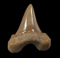 Moroccan Otodus auriculatus tooth | Buried Treasure Fossils