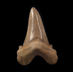 Rare Moroccan Otodus auriculatus tooth | Buried Treasure Fossils