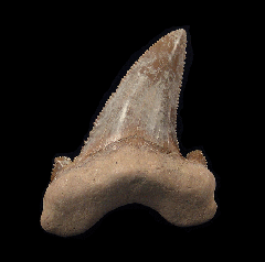 Real Moroccan Otodus auriculatus tooth | Buried Treasure Fossils