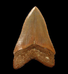 Rare Western Sahara Megalodon tooth for sale | Buried Treasure Fossils