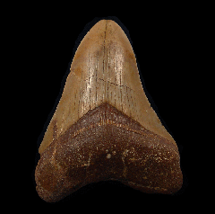 Rare Western Sahara Megalodon tooth for sale | Buried Treasure Fossils