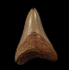 Rare Western Sahara Megalodon tooth for sale | Buried Treasure Fossils