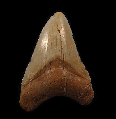 Rare Western Sahara Megalodon tooth for sale | Buried Treasure Fossils