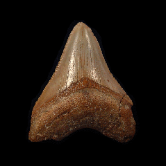 Rare Western Sahara Megalodon tooth for sale | Buried Treasure Fossils