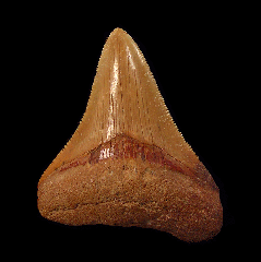 Cheap Morocco Megalodon tooth for sale | Buried Treasure Fossils