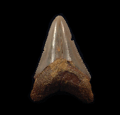 Real Moroccan Megalodon tooth for sale | Buried Treasure Fossils