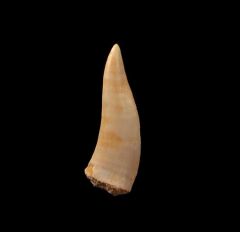 Enchodus fish tooth for sale| Buried Treasure Fossils