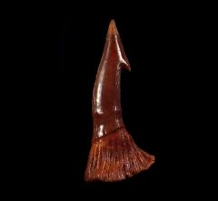 Top Quality Onchopristis tooth for sale | Buried Treasure Fossils