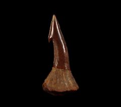 Cheap Onchopristis numidus tooth for sale | Buried Treasure Fossils