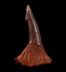 Onchopristis numidus tooth from Morocco | Buried Treasure Fossils