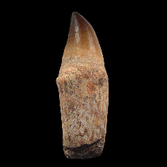 Prognathodon anceps tooth with root | Buried Treasure Fossils