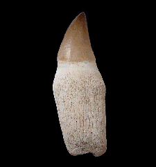 Prognathodon tooth for sale | Buried Treasure Fossils