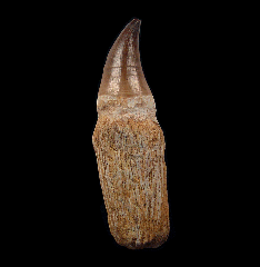 Rooted Mosasaur tooth for sale | Buried Treasure Fossils