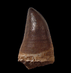 Rooted Mosasaur tooth for sale | Buried Treasure Fossils