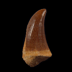 Hainosaurus (Tylosaur) tooth | Buried Treasure Fossils