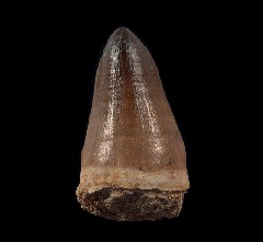 Real Prognathodon anceps tooth for sale | Buried Treasure Fossils