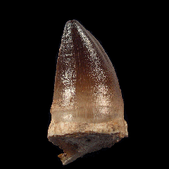 Prognathodon anceps (Mosasaurus) tooth | Buried Treasure Fossils