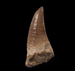 Moroccan Mosasaurus beaugei tooth | Buried Treasure Fossils  