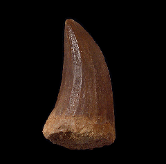 Mosasaurus beaugei tooth | Buried Treasure Fossils  