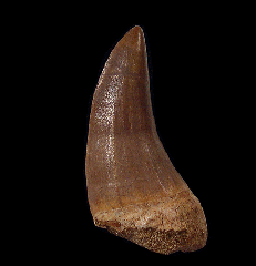 Mosasaurus beaugei tooth for sale | Buried Treasure Fossils  