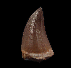 Moroccan Mosasaurus beaugei tooth | Buried Treasure Fossils  